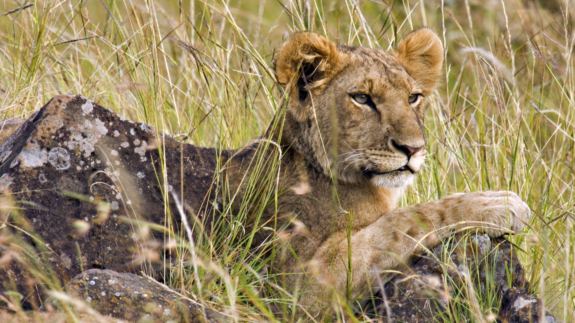 Lion cub resting in grass