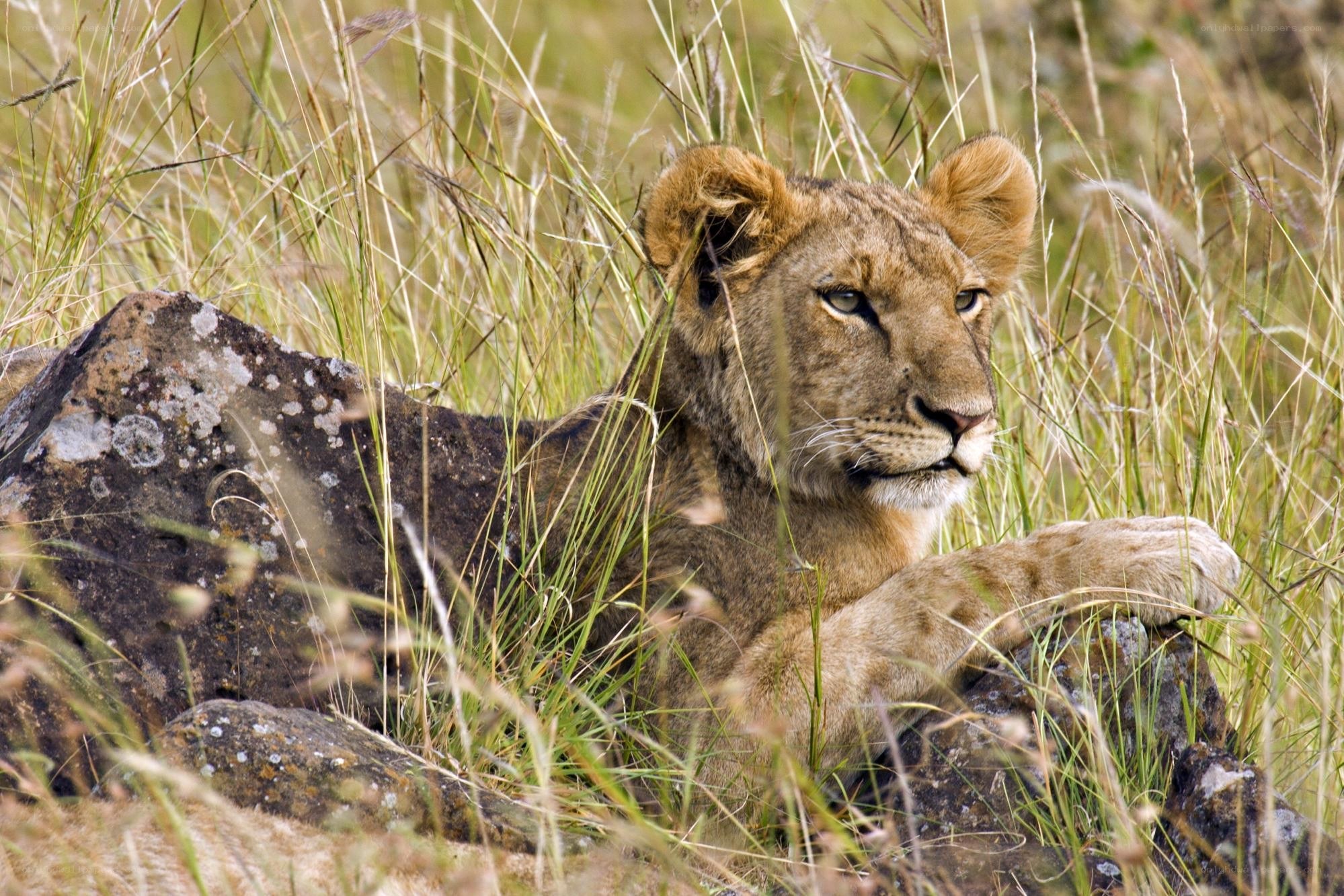 Lion cub resting in grass