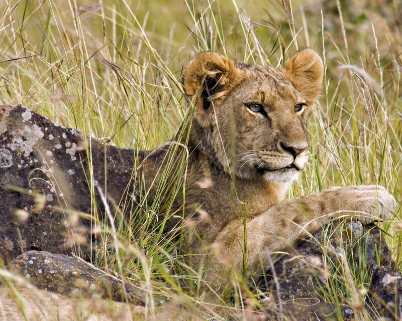 Lion cub resting in grass