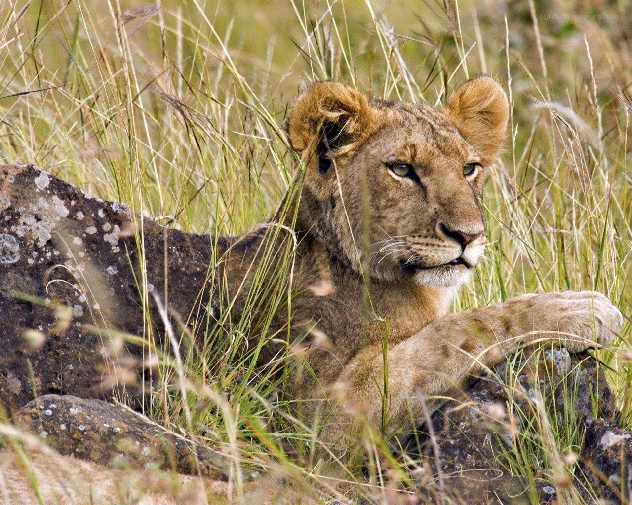 Lion cub resting in grass