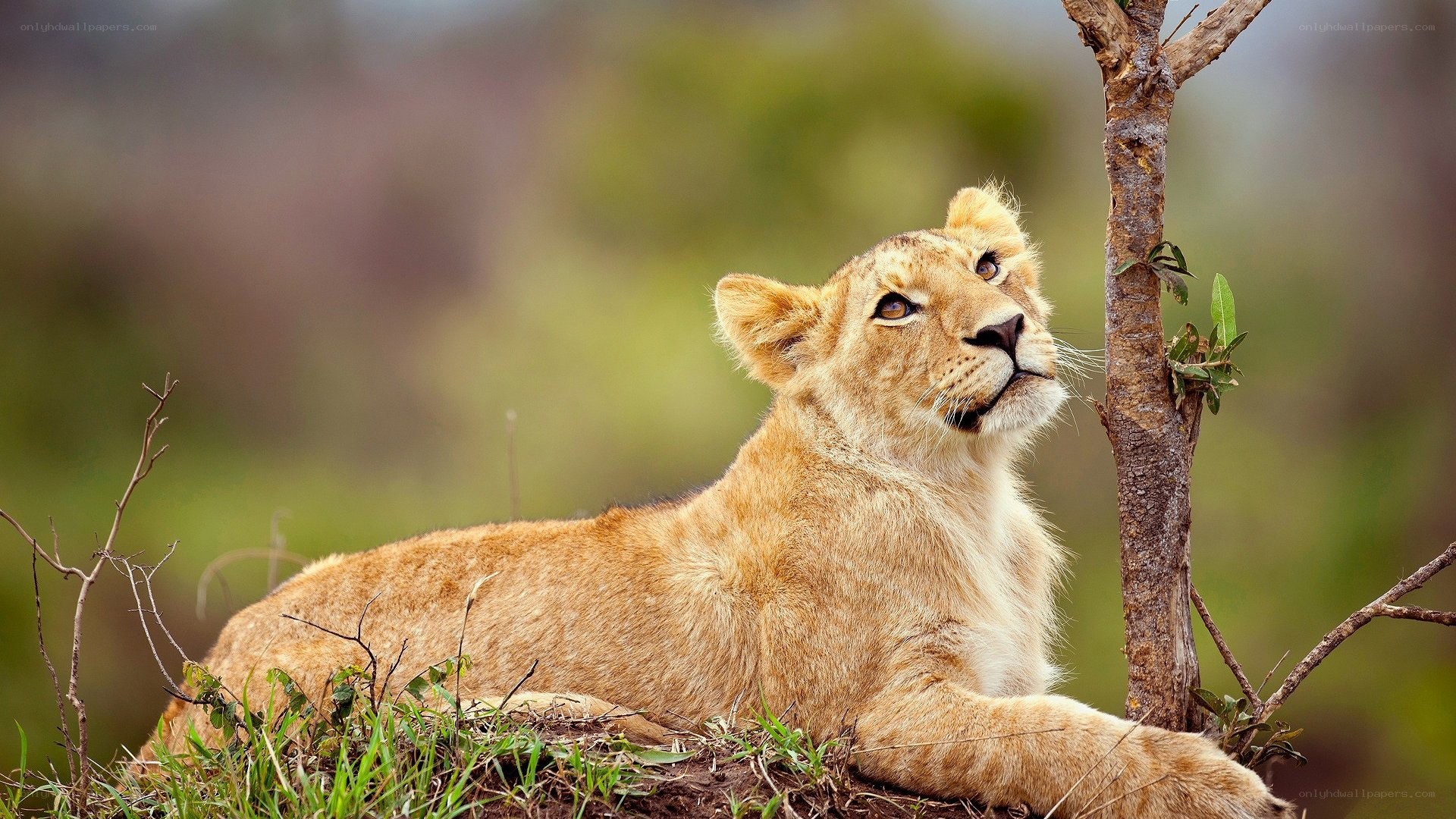 Lion cub resting in grass