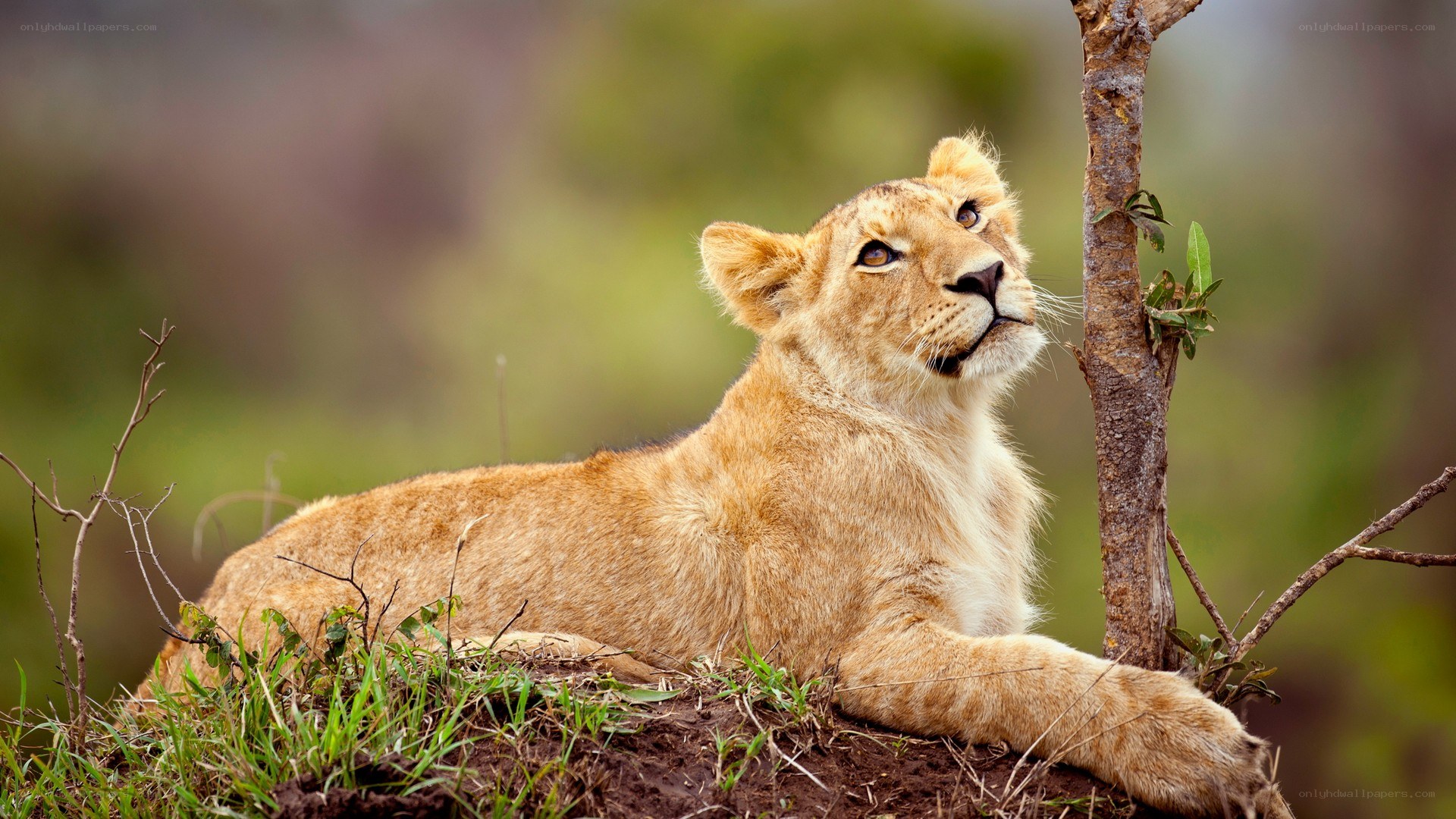 lion cub resting in grass