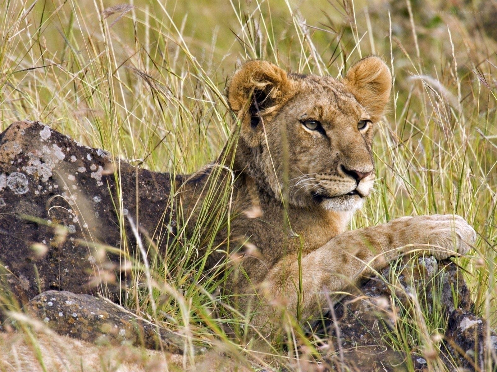 Lion cub resting in grass