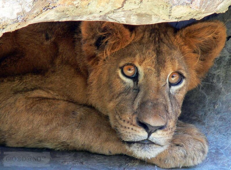 lion cub resting in shelter