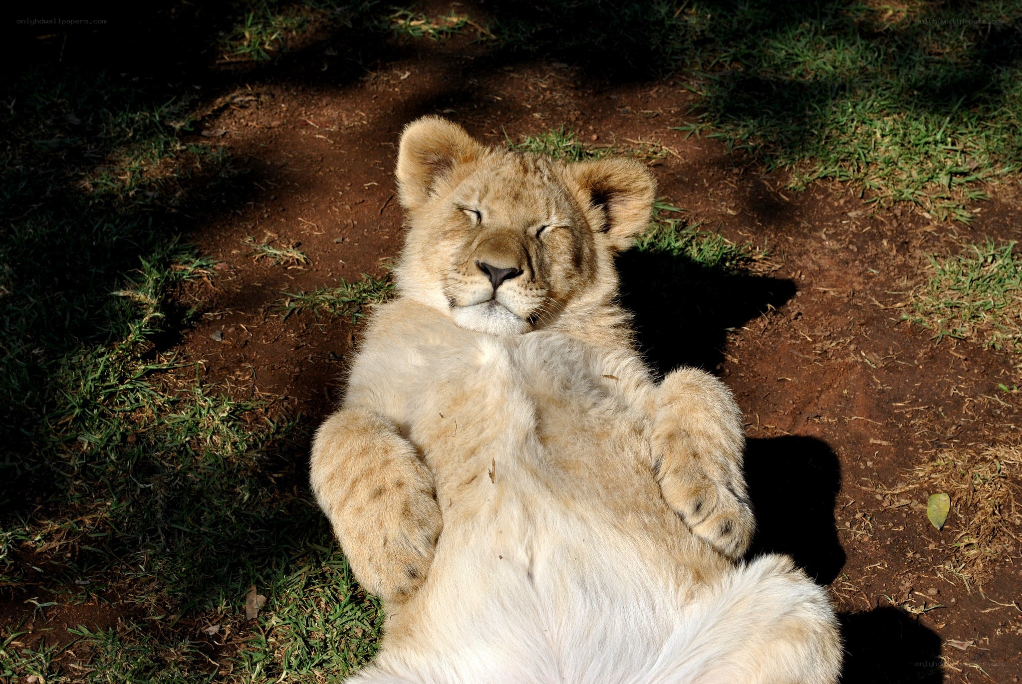 Lion cub resting in sun
