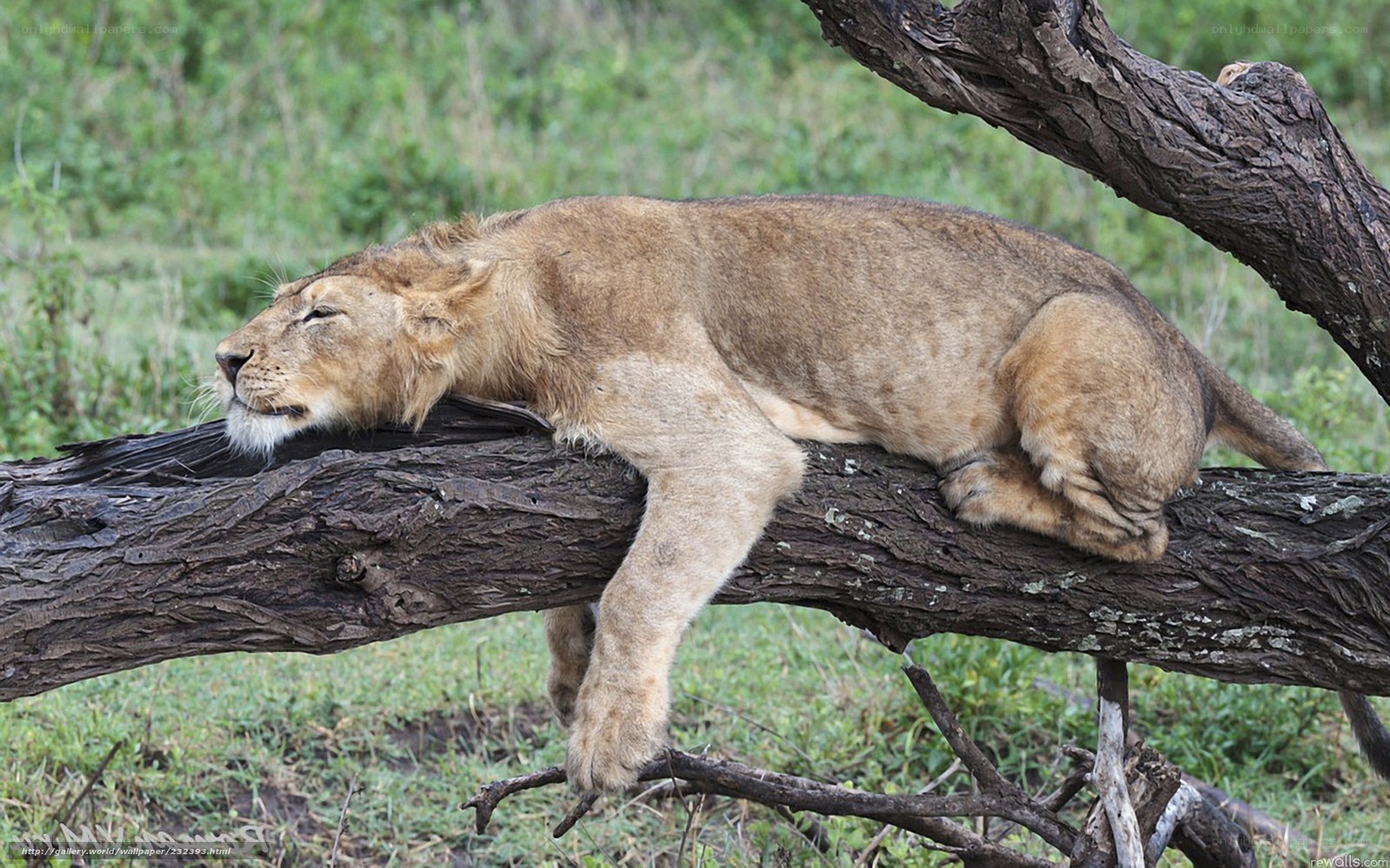 lion cub resting on a branch