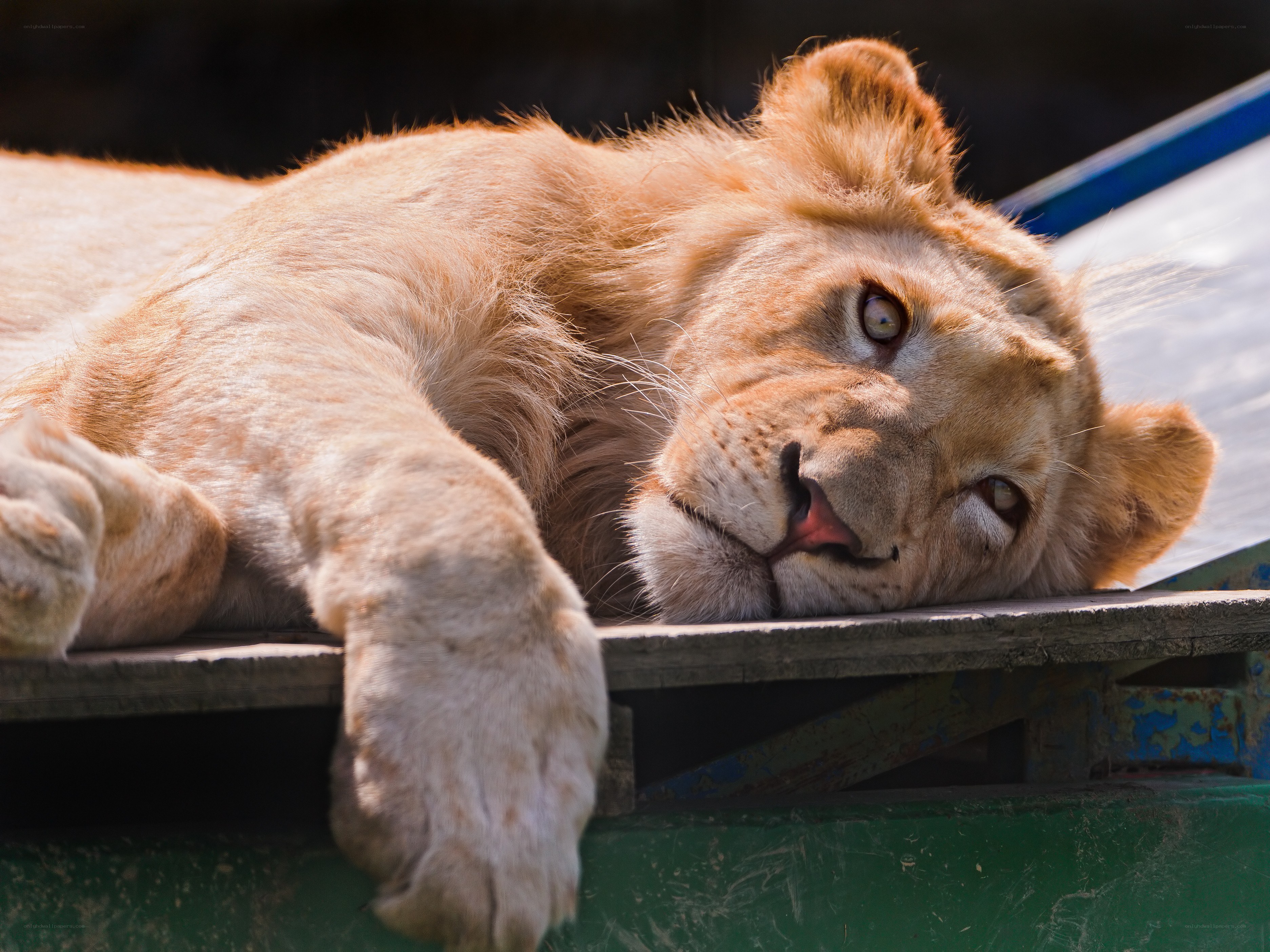 Lion cub resting on a platform