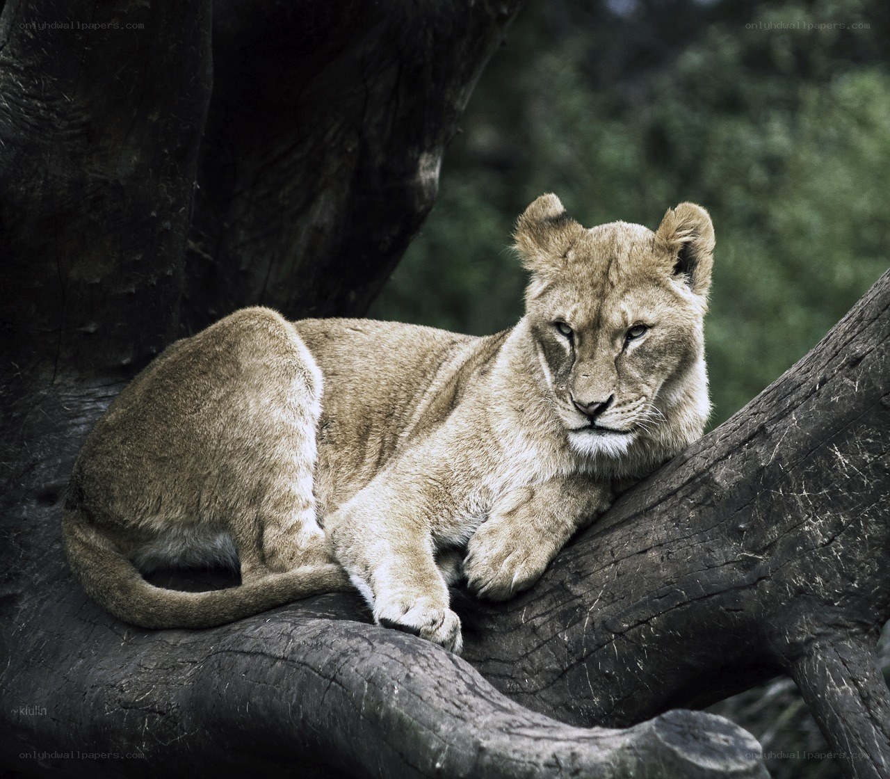 lion cub resting on a tree branch