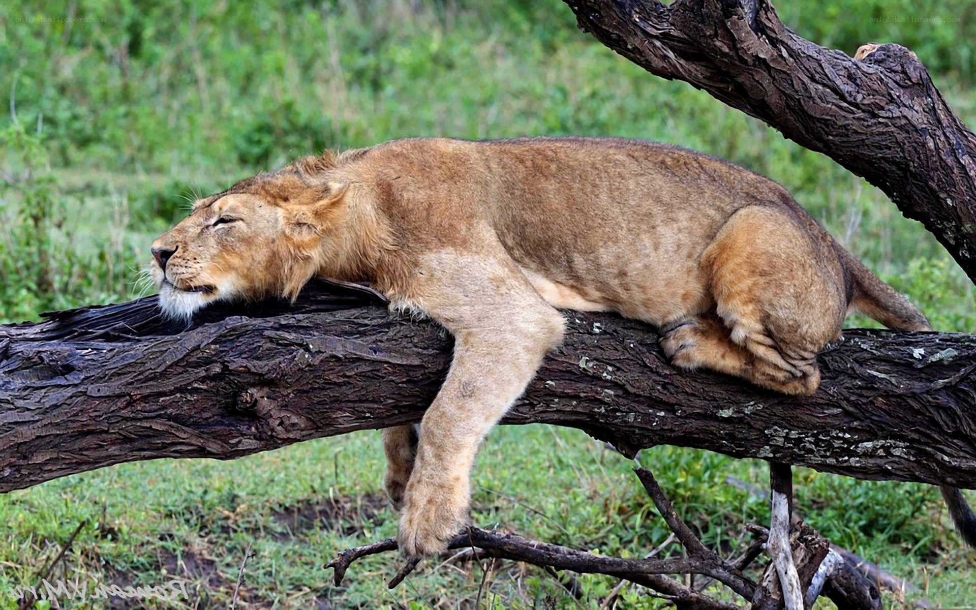 Lion cub resting on a tree branch