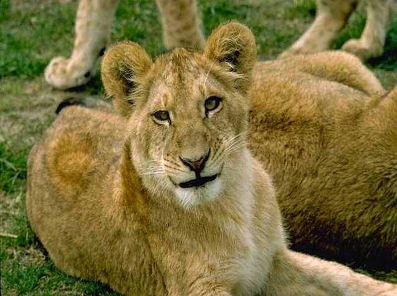 lion cub resting on grass