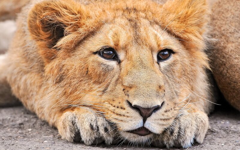 lion cub resting on ground