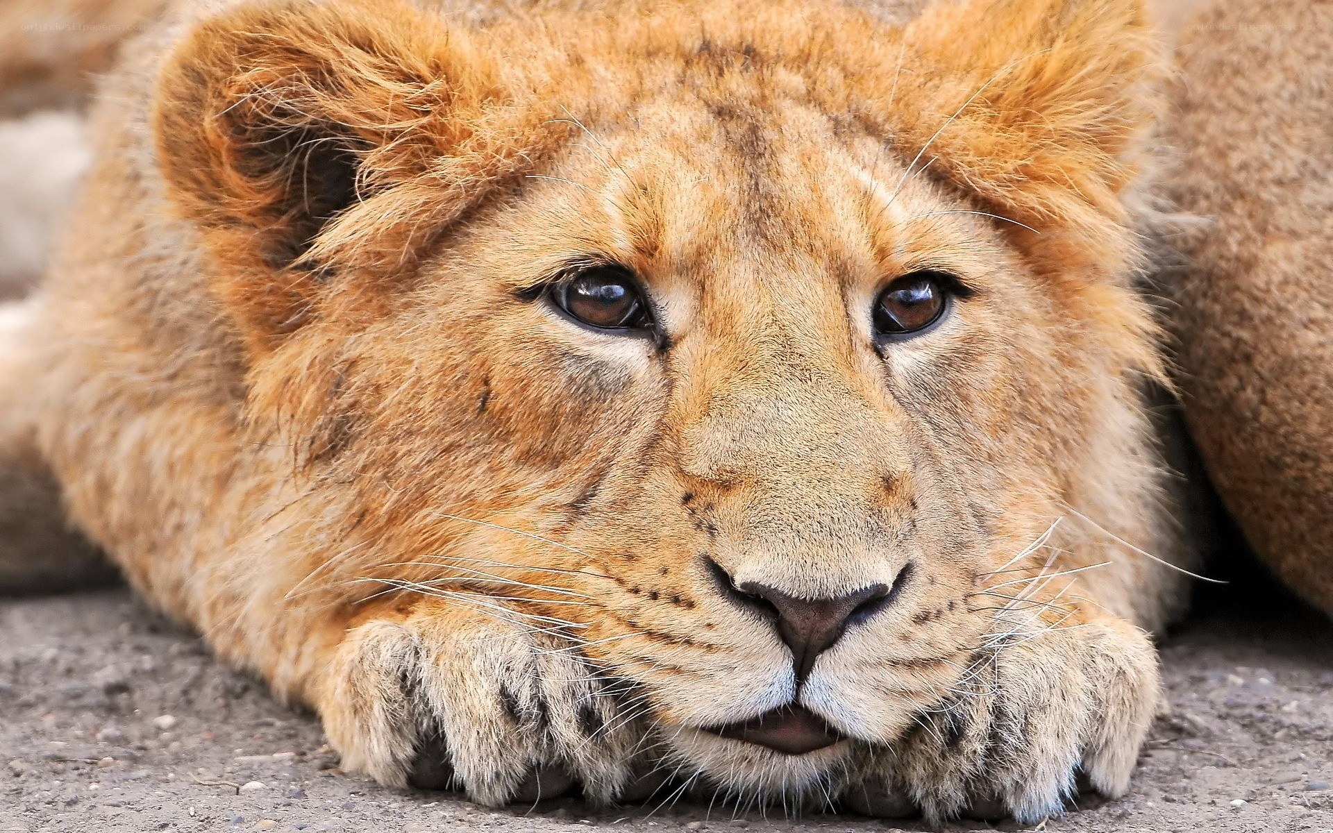 lion cub resting on ground