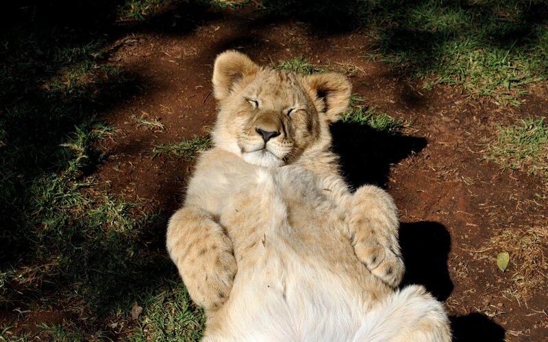 Lion cub resting on its back