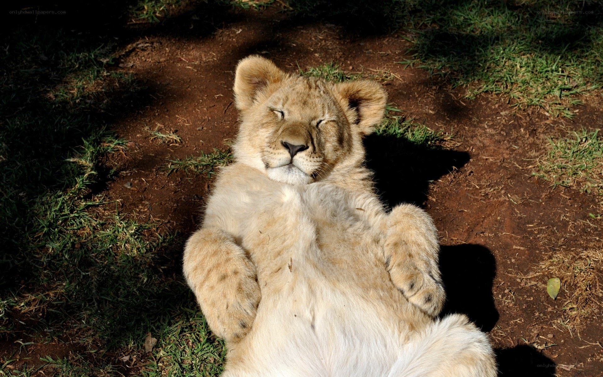 Lion cub resting on its back
