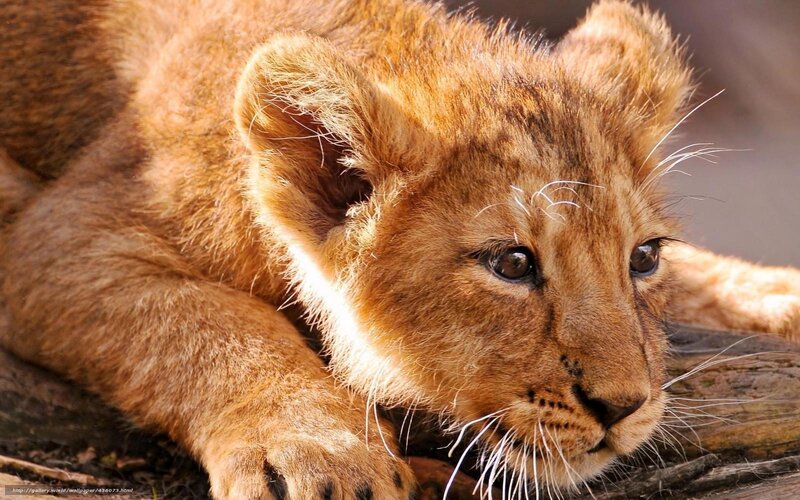 lion cub resting on log