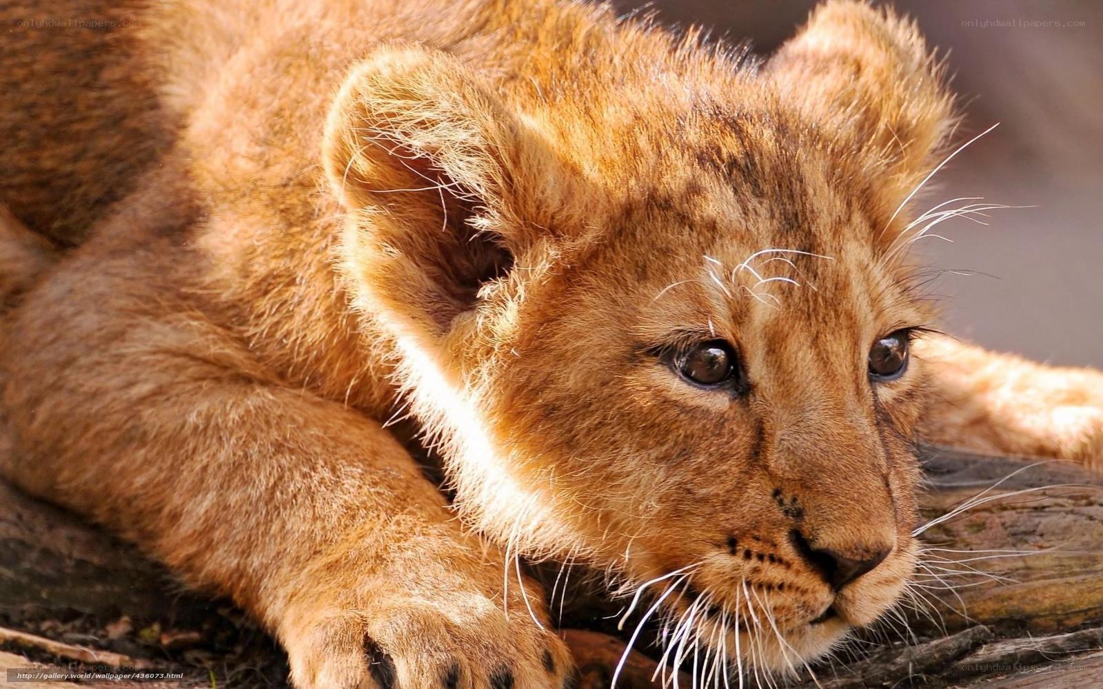 lion cub resting on log