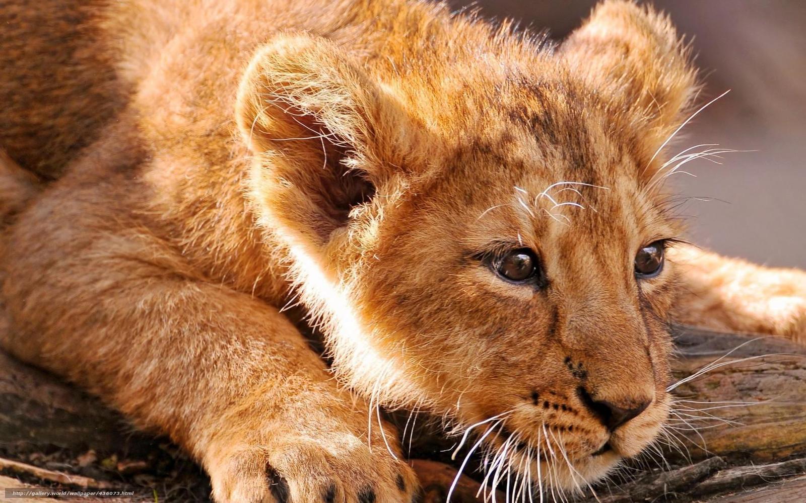 lion cub resting on log