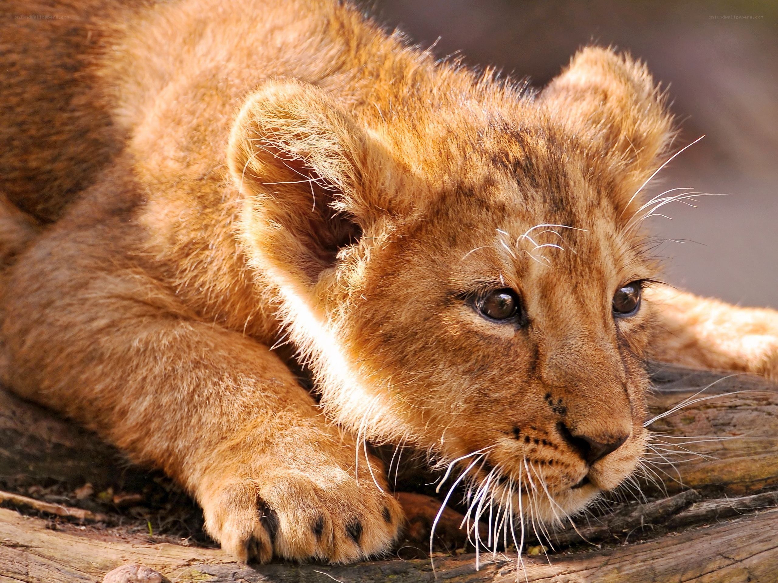 Lion cub resting on log