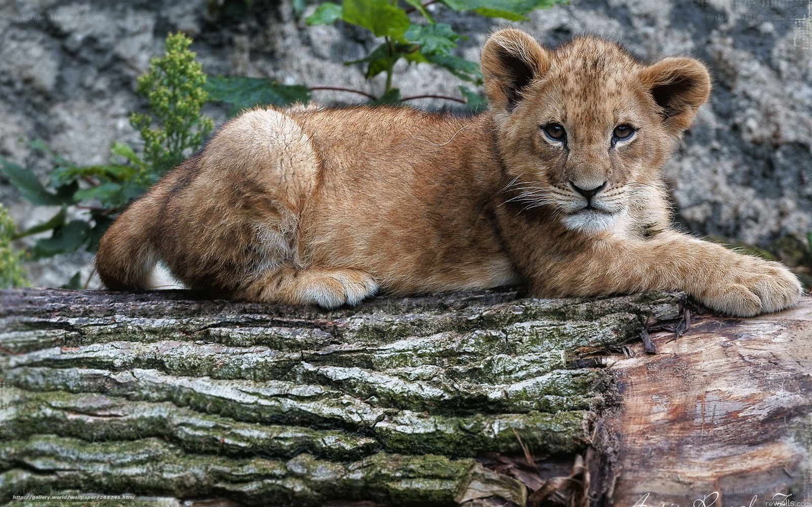 lion cub resting on log