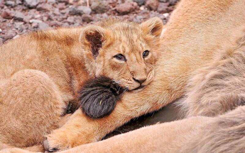 Lion cub resting on mother