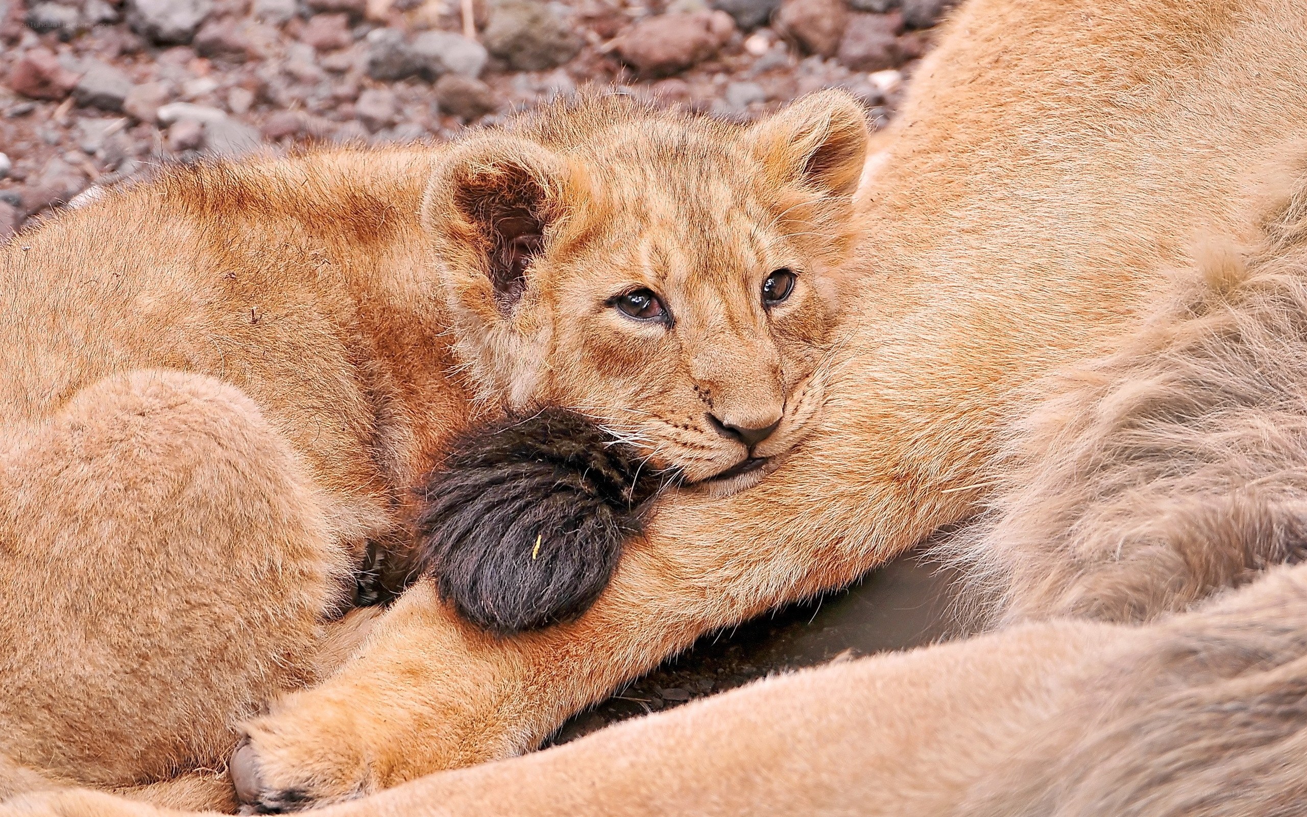 Lion cub resting on mother