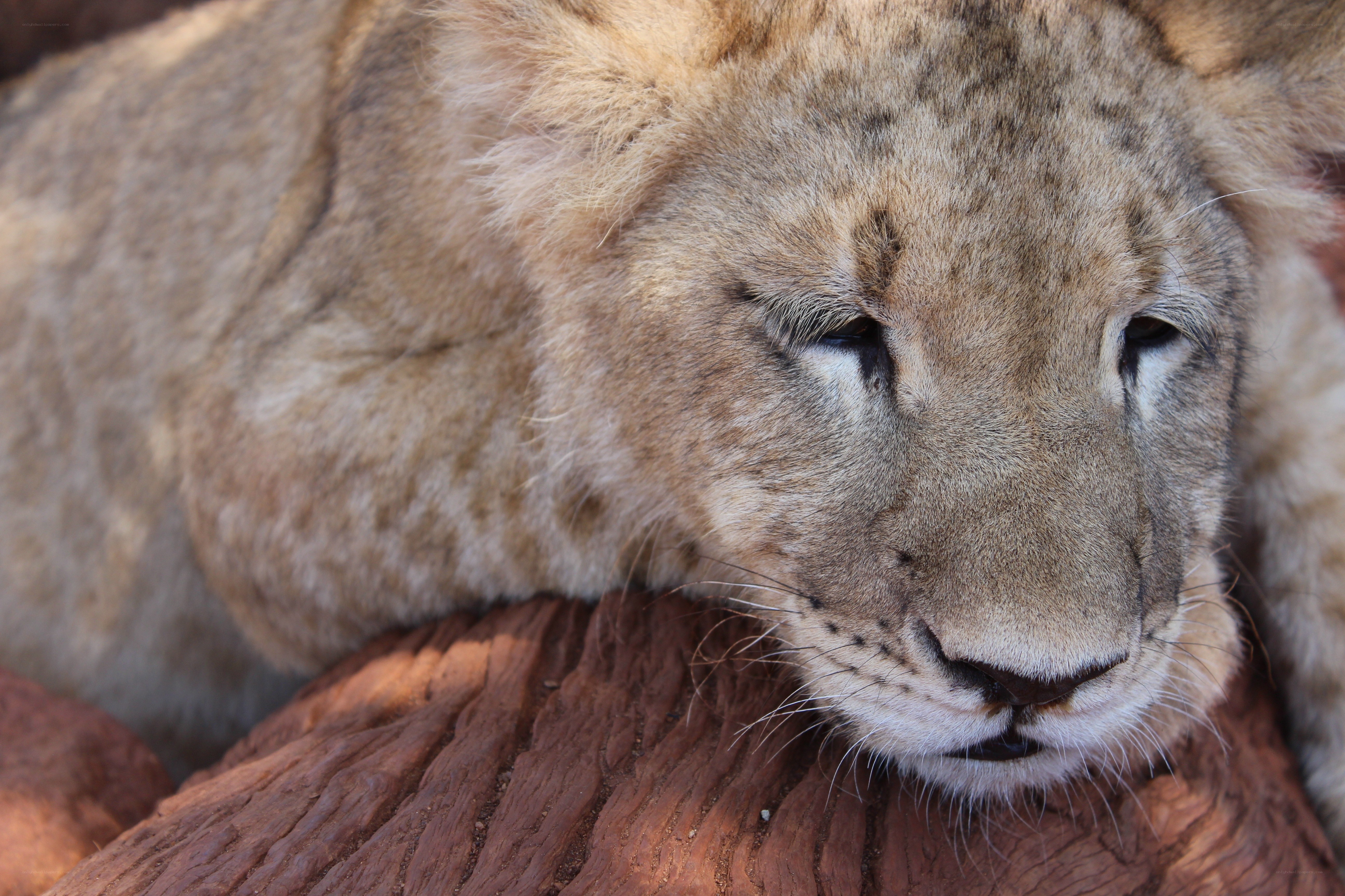 Lion cub resting on rock