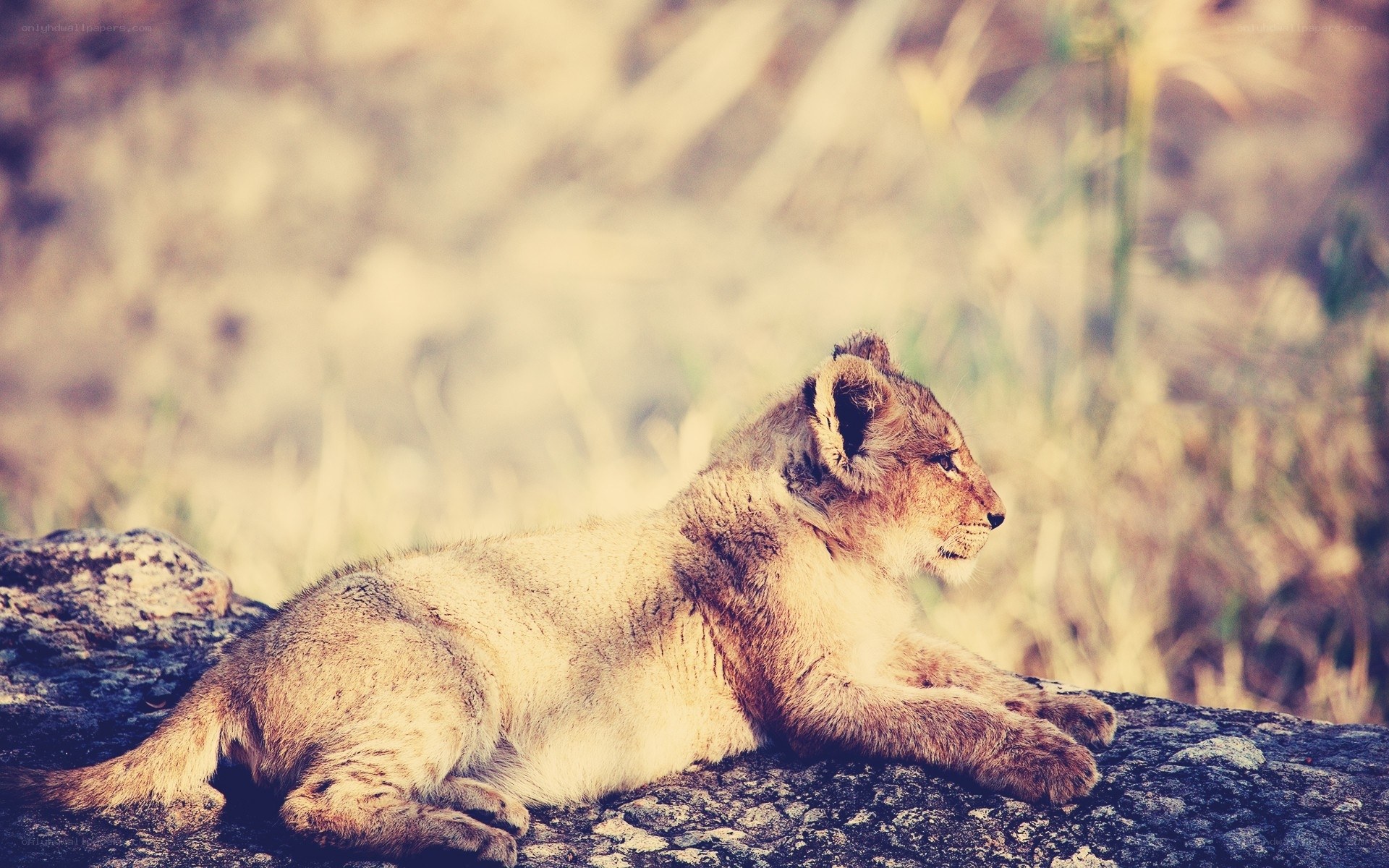 lion cub resting on rock