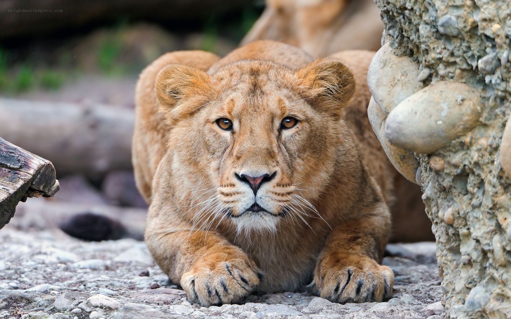 Lion cub resting on rocks