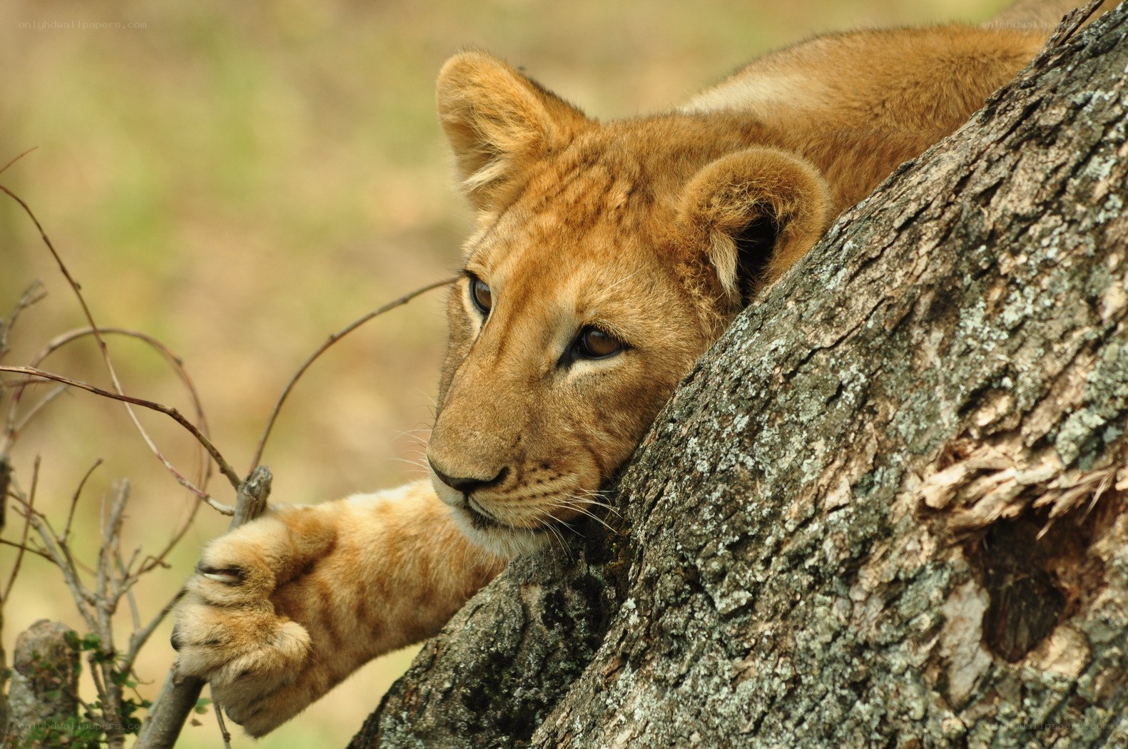 Lion cub resting on tree