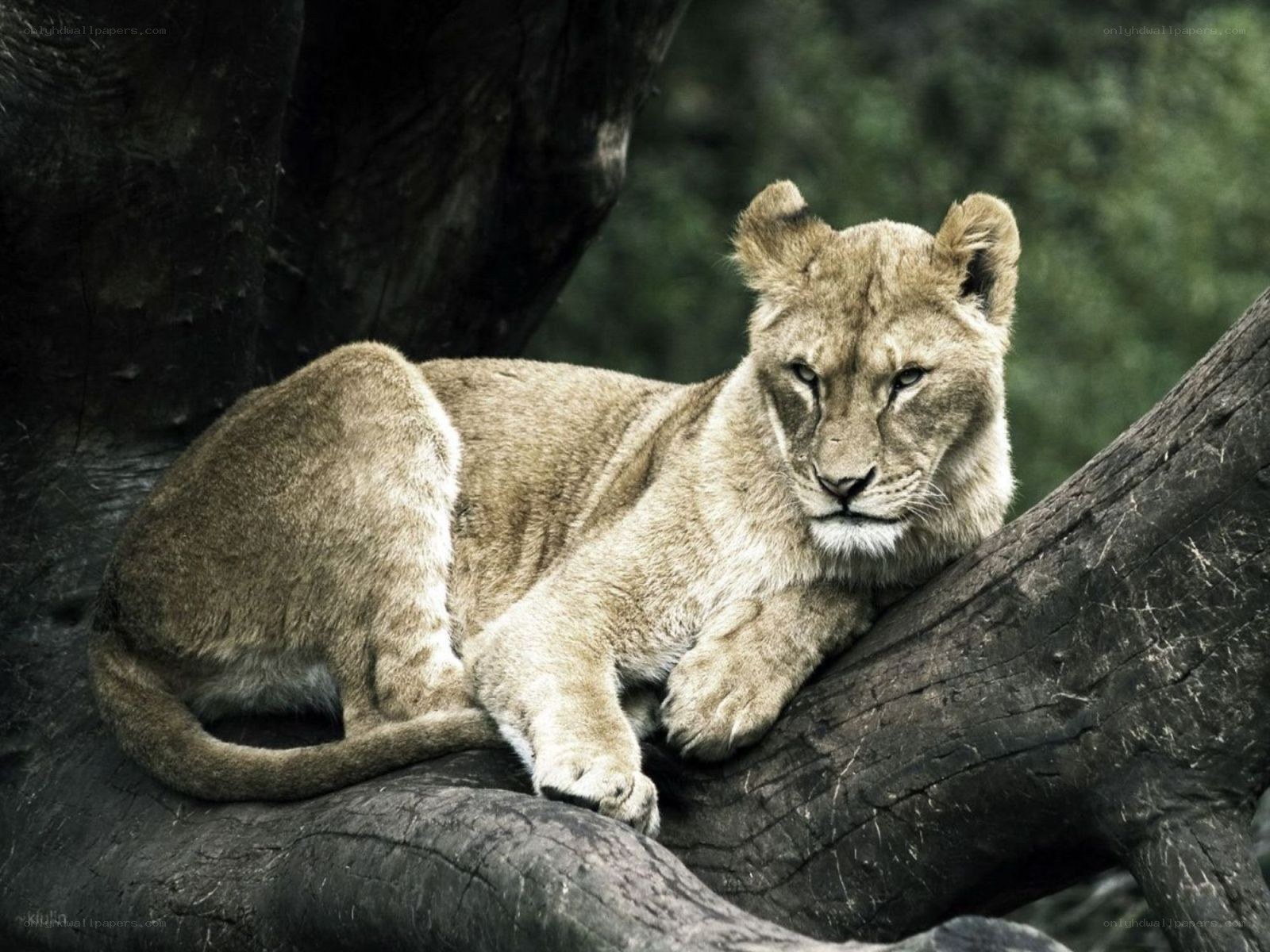 lion cub resting on tree branch