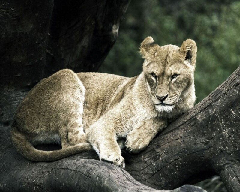 lion cub resting on tree