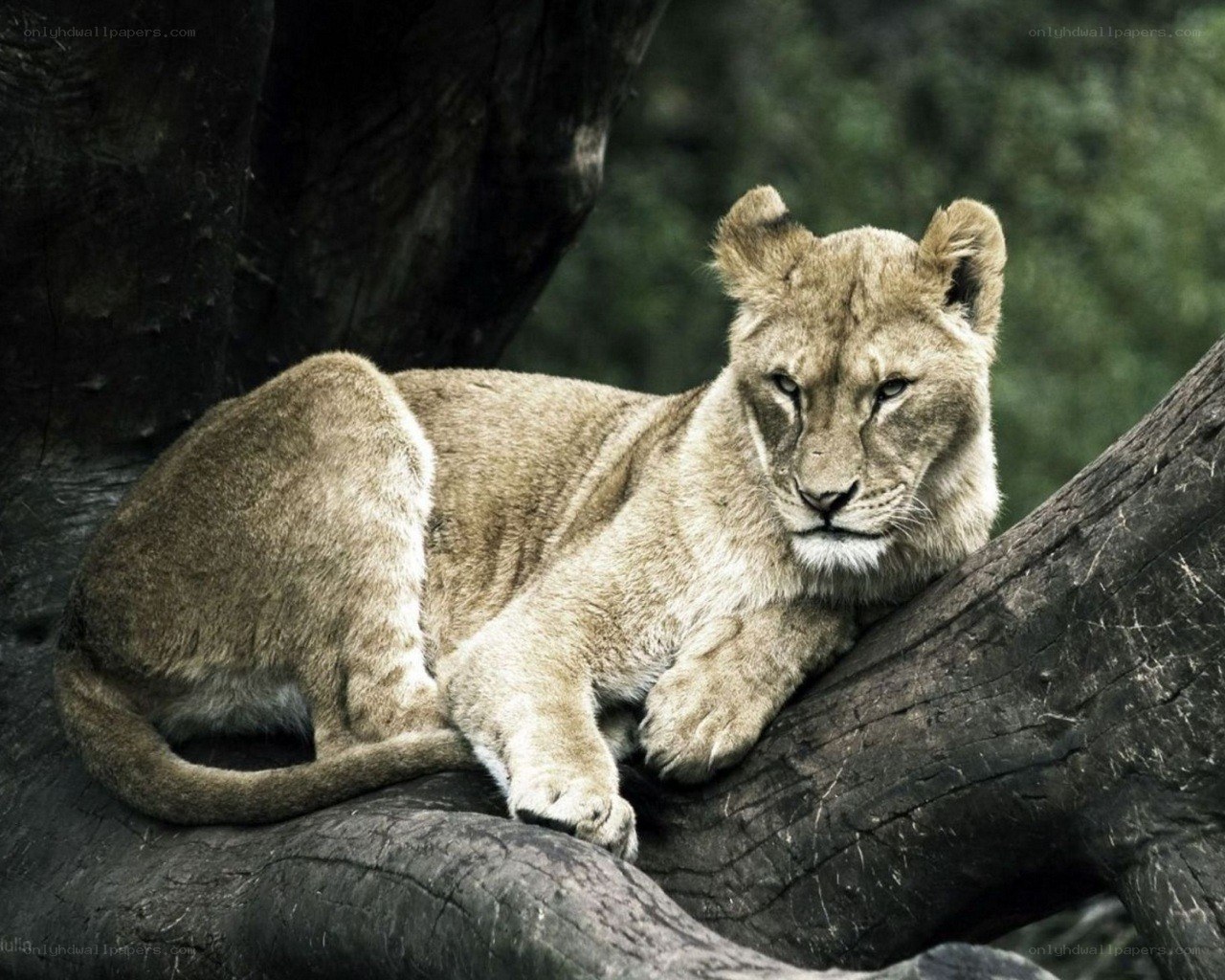 lion cub resting on tree