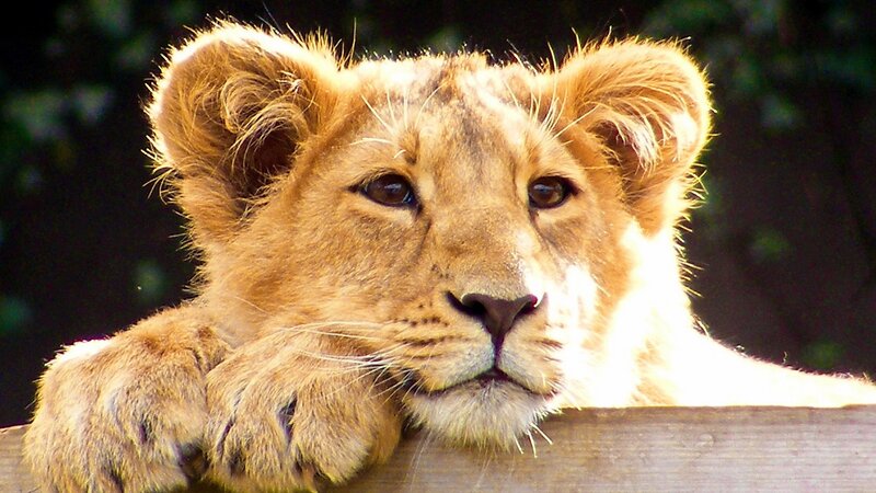 lion cub resting on wooden fence
