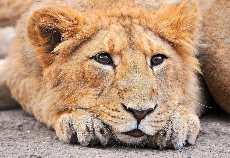 Lion cub resting