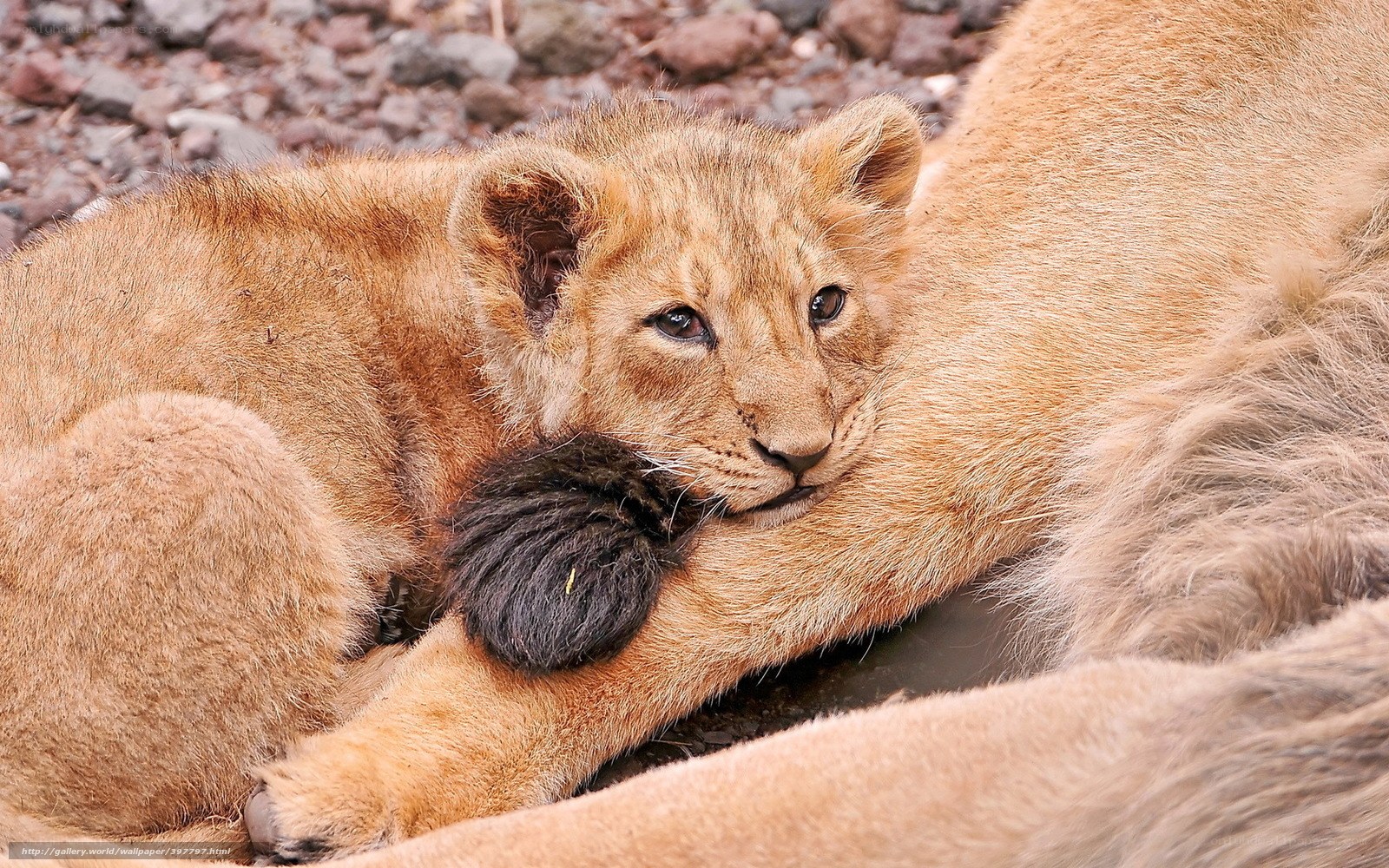 lion cub resting with mother