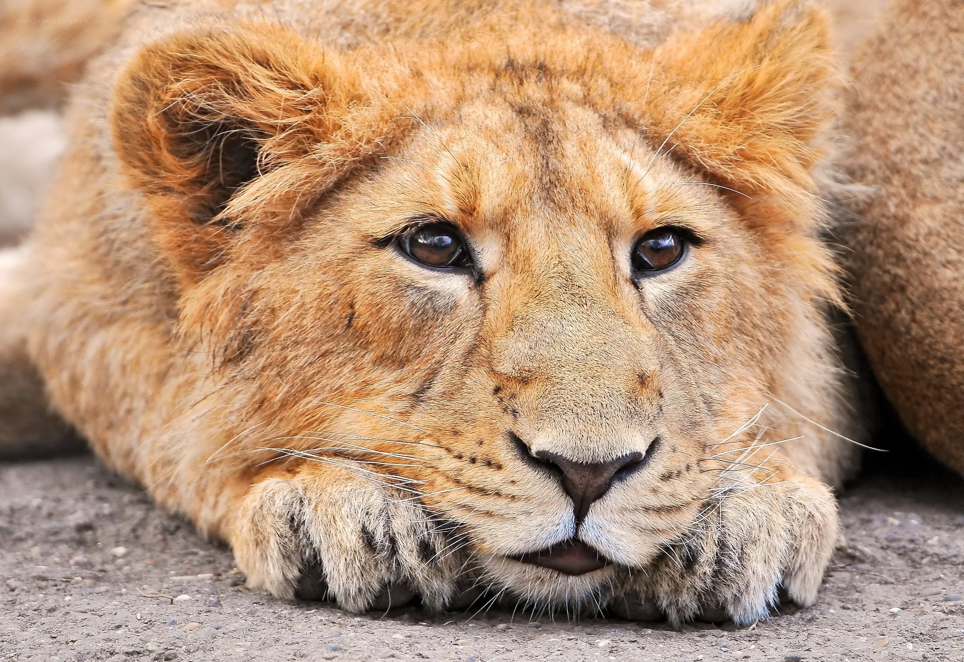 Lion cub resting