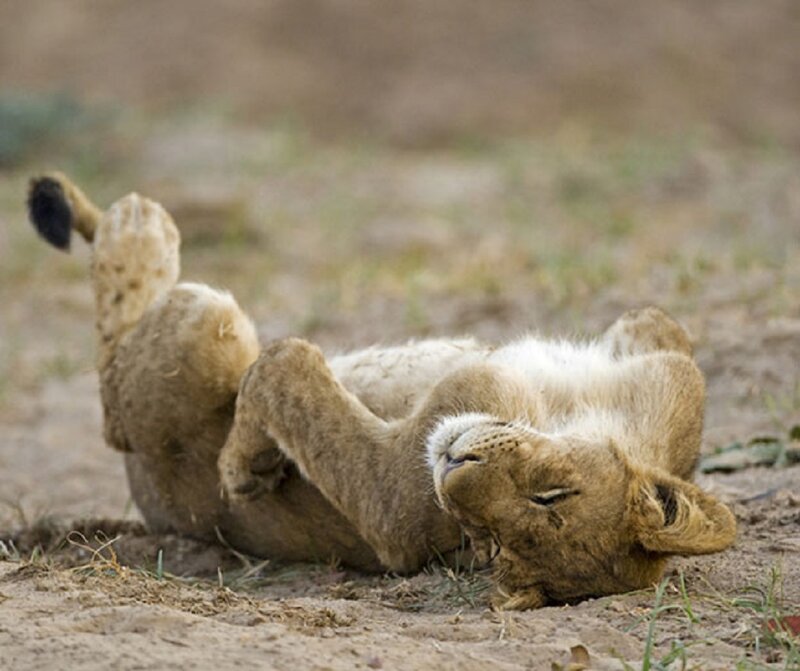 Lion Cub Rolling