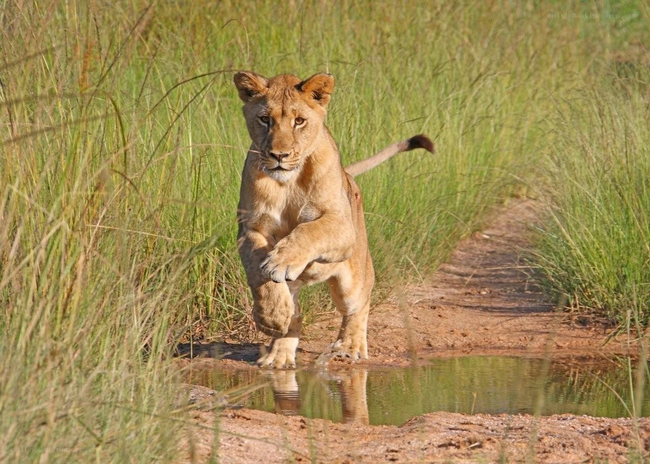 Lion cub running in grass