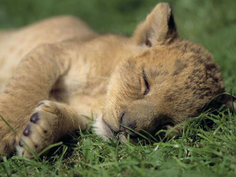 Lion Cub Sleeping — Brown, Peaceful, Afternoon, Photograph, Grass