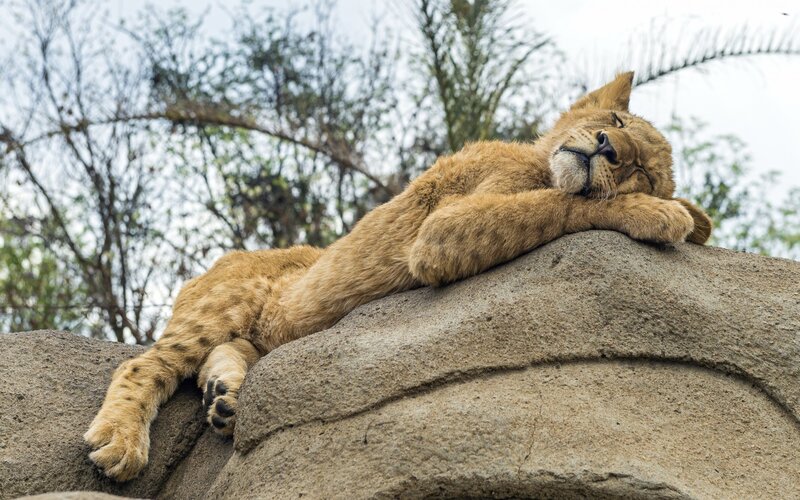 Lion Cub Sleeping — Brown, Peaceful