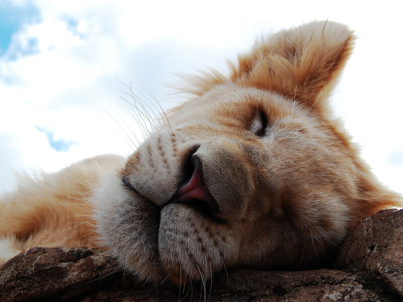 Lion Cub Sleeping — Brown