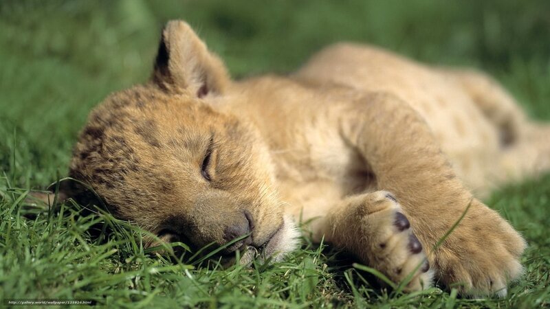 Lion Cub Sleeping — Green, Peaceful, Afternoon