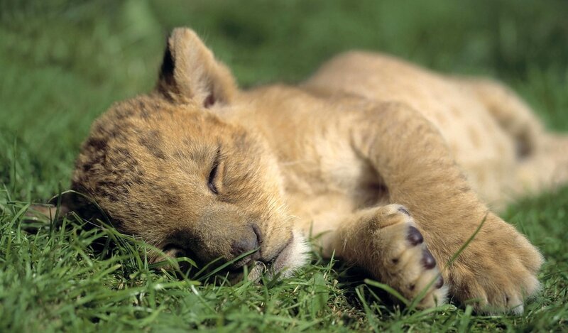 Lion Cub Sleeping — Green, Peaceful