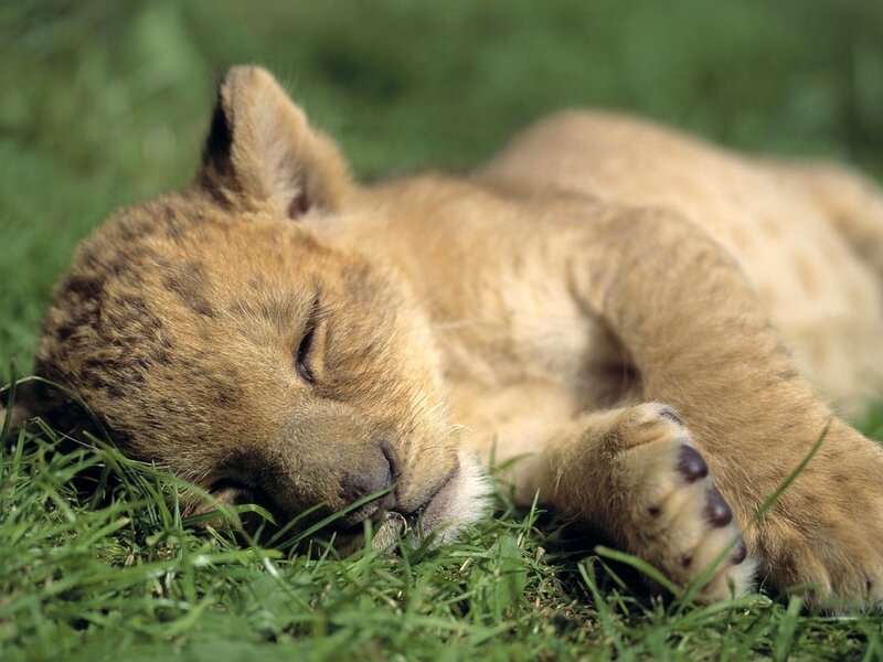 Lion Cub Sleeping — Green