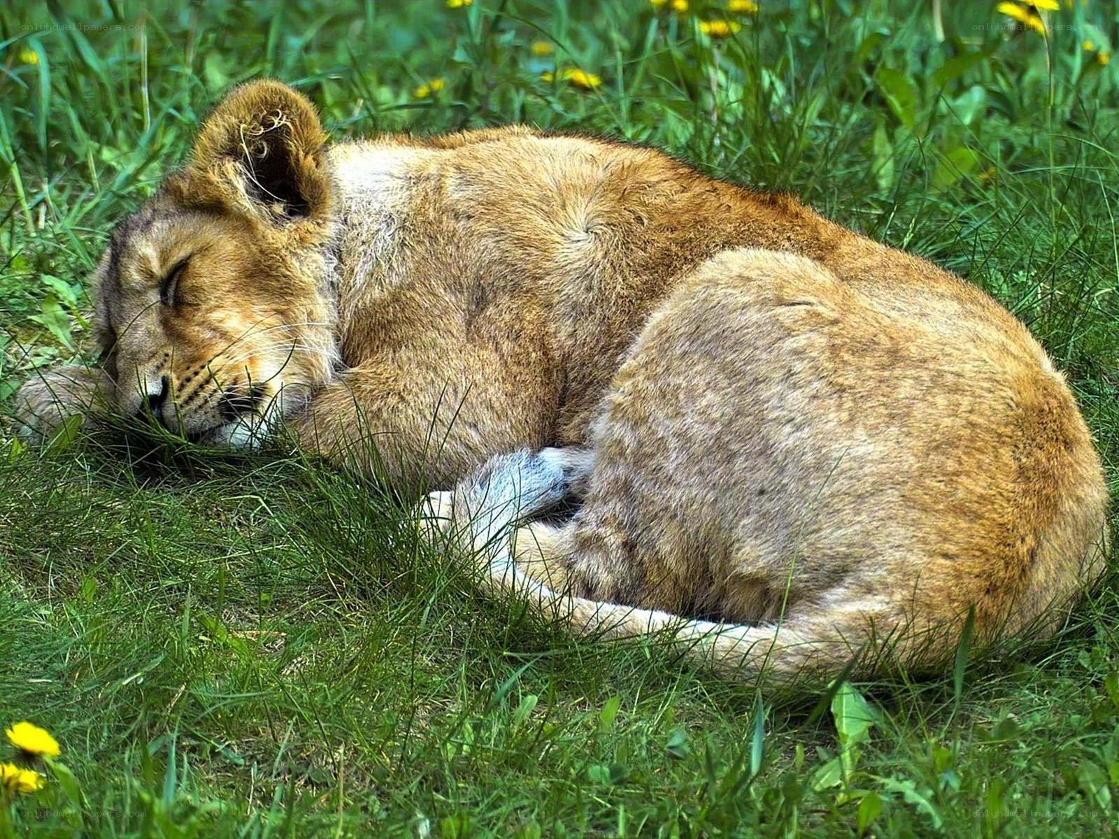 Lion cub sleeping in grass