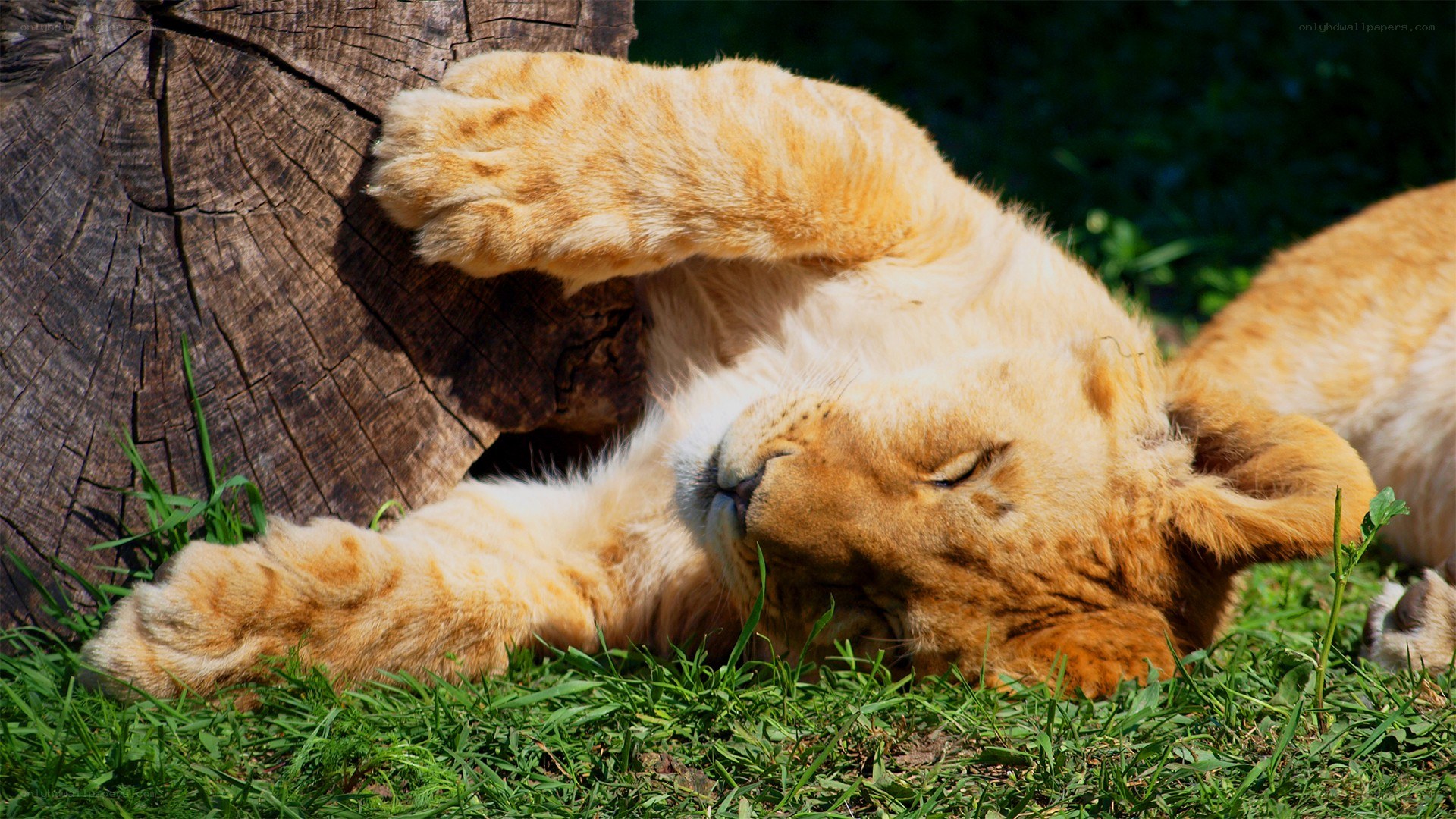 Lion cub sleeping on grass