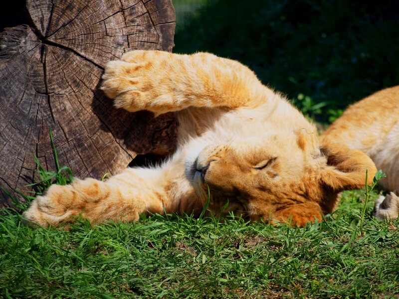 Lion cub sleeping on grass