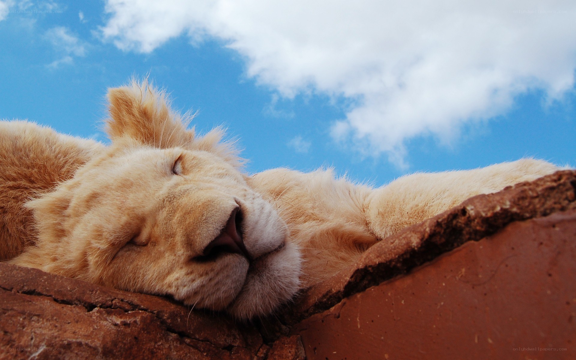 Lion cub sleeping peacefully