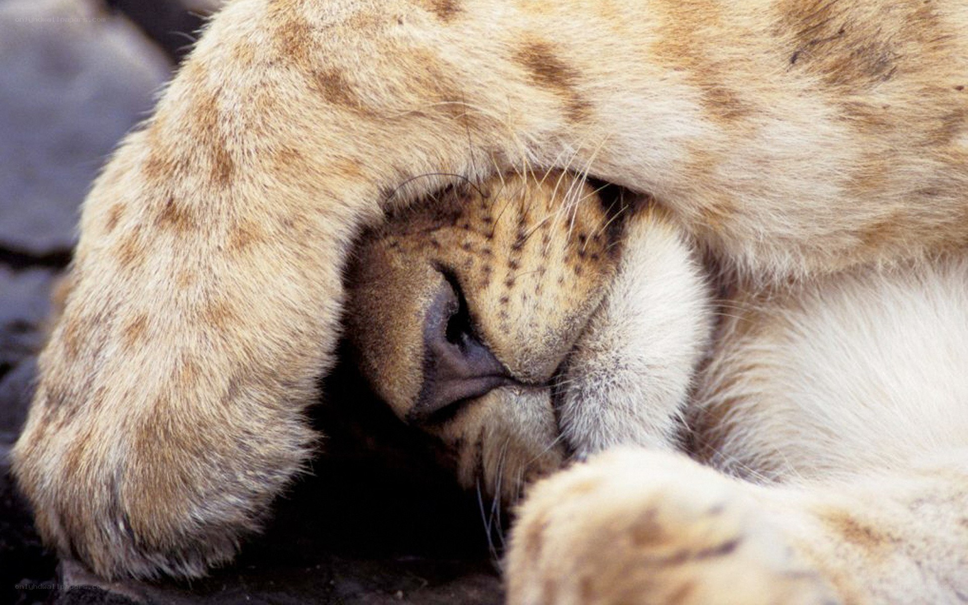 Lion cub sleeping peacefully