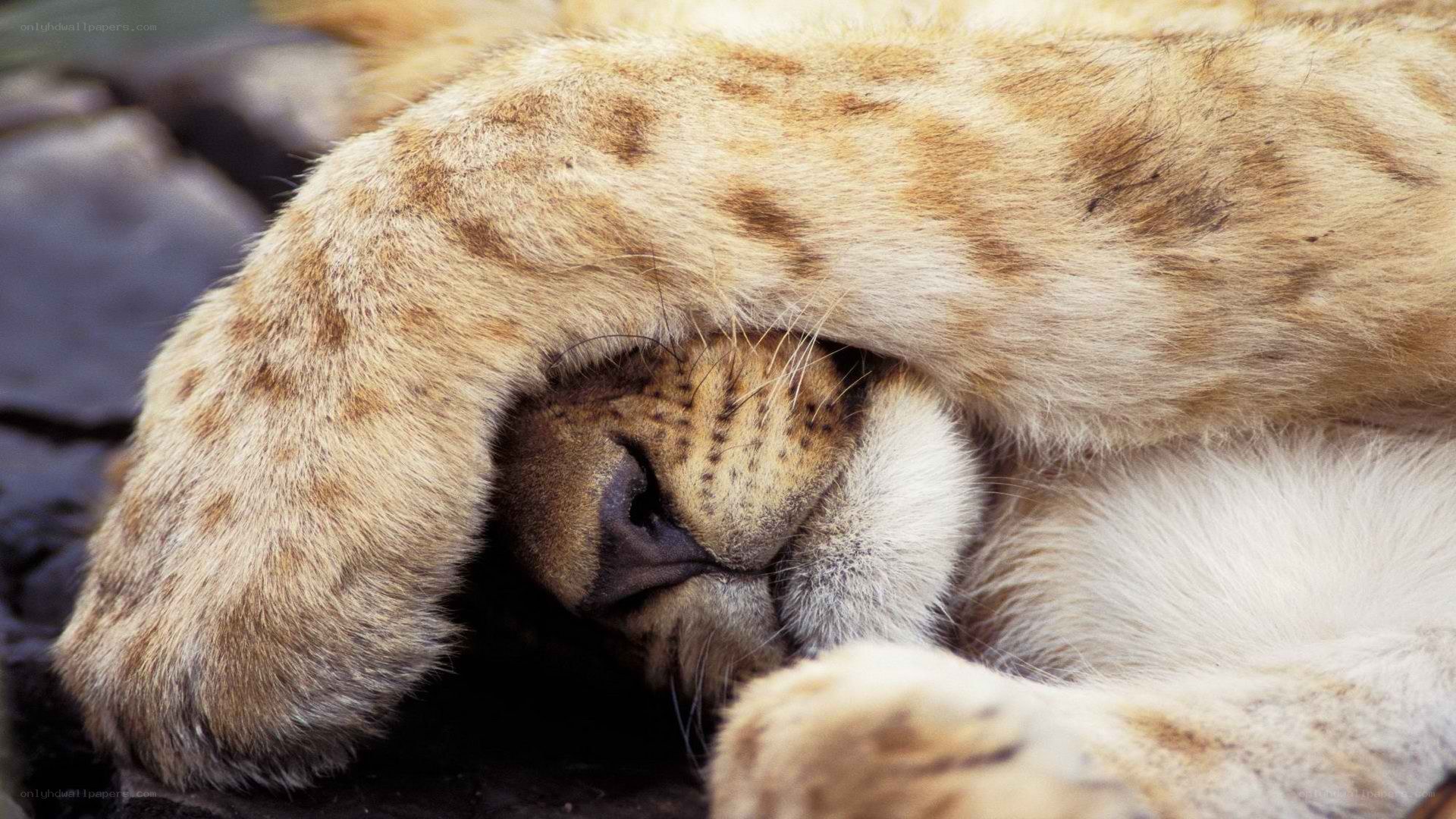 Lion cub sleeping peacefully